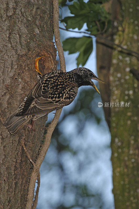 筑巢的椋鸟(Sturnus vulgaris)